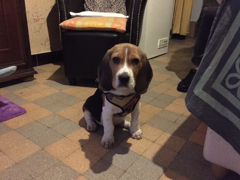 Léo, beagle de 3 mois