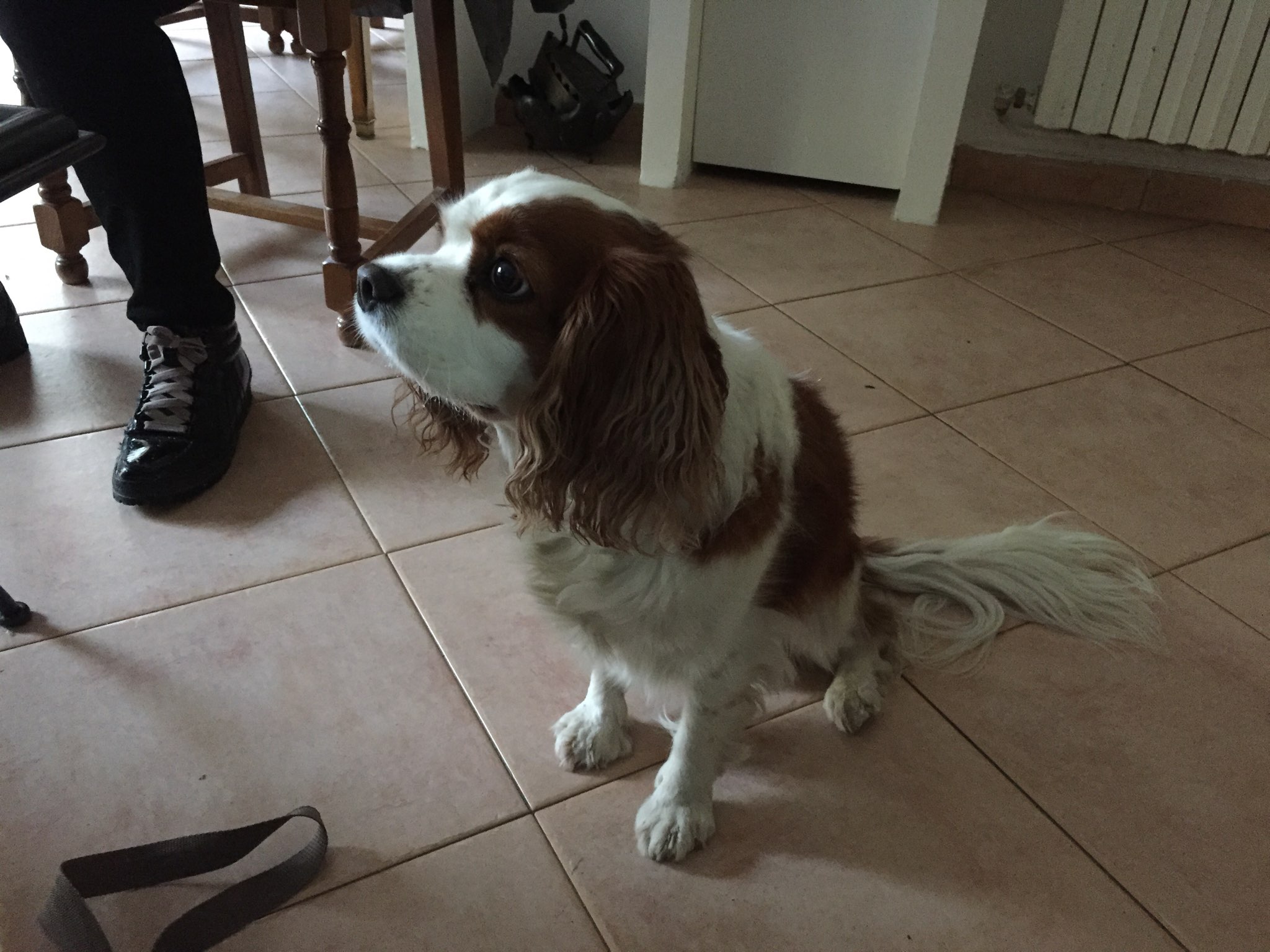 Soleil, cavalier king charles de 5 ans