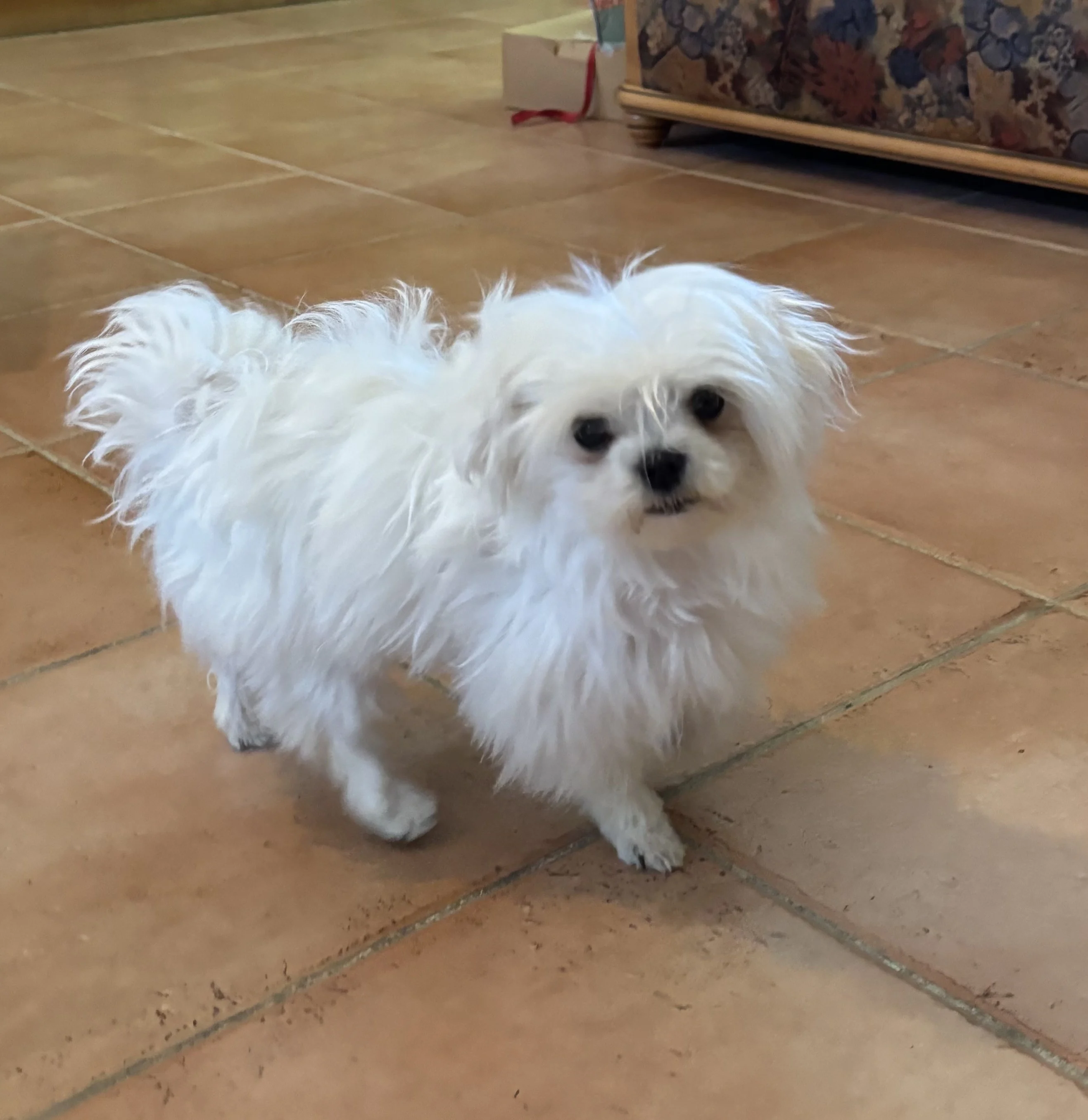 Vanille, bichon maltais 7 mois