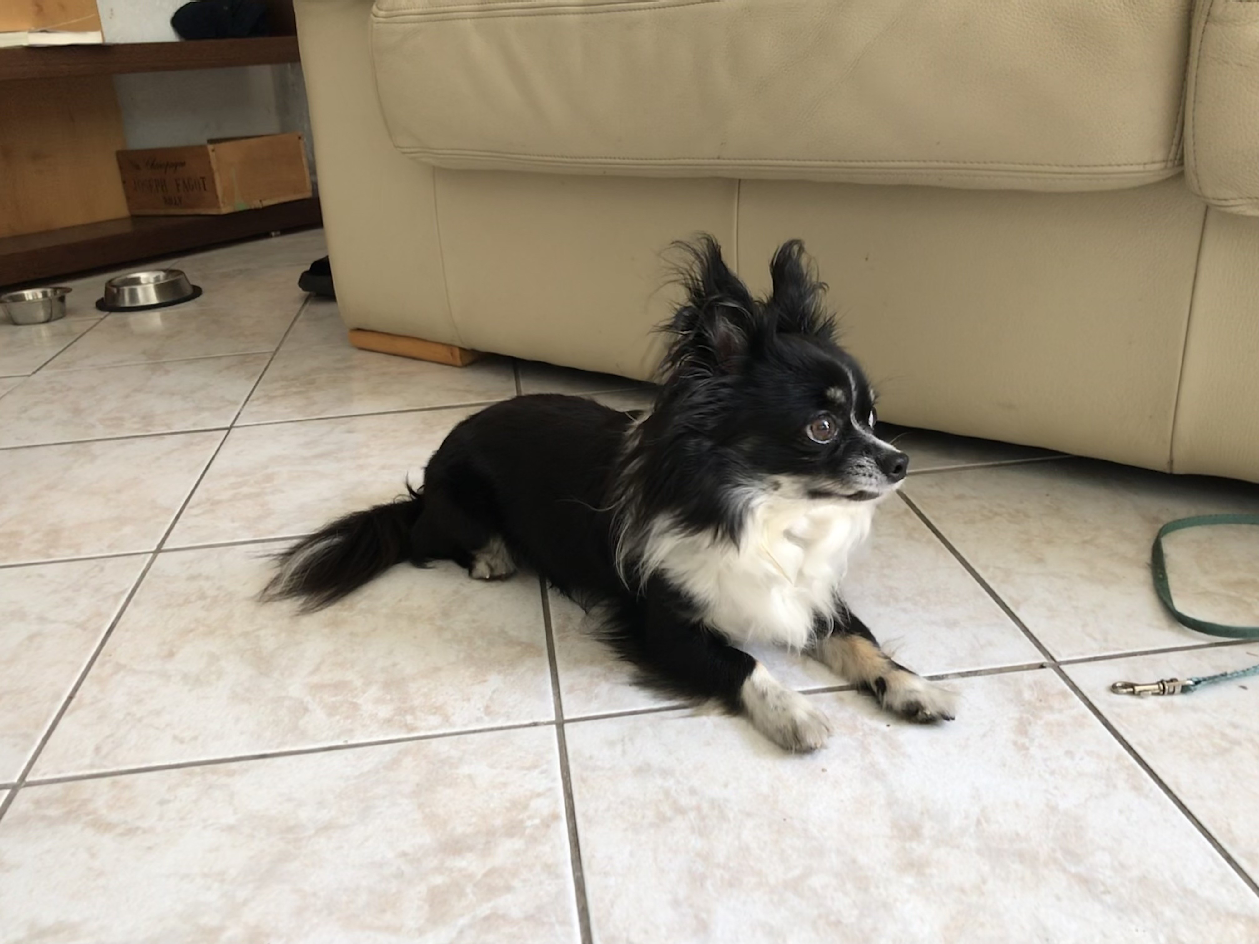 Kaiser, Chihuahua 3 ans