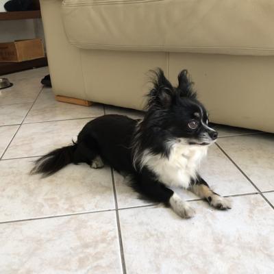 Kaiser, Chihuahua 3 ans