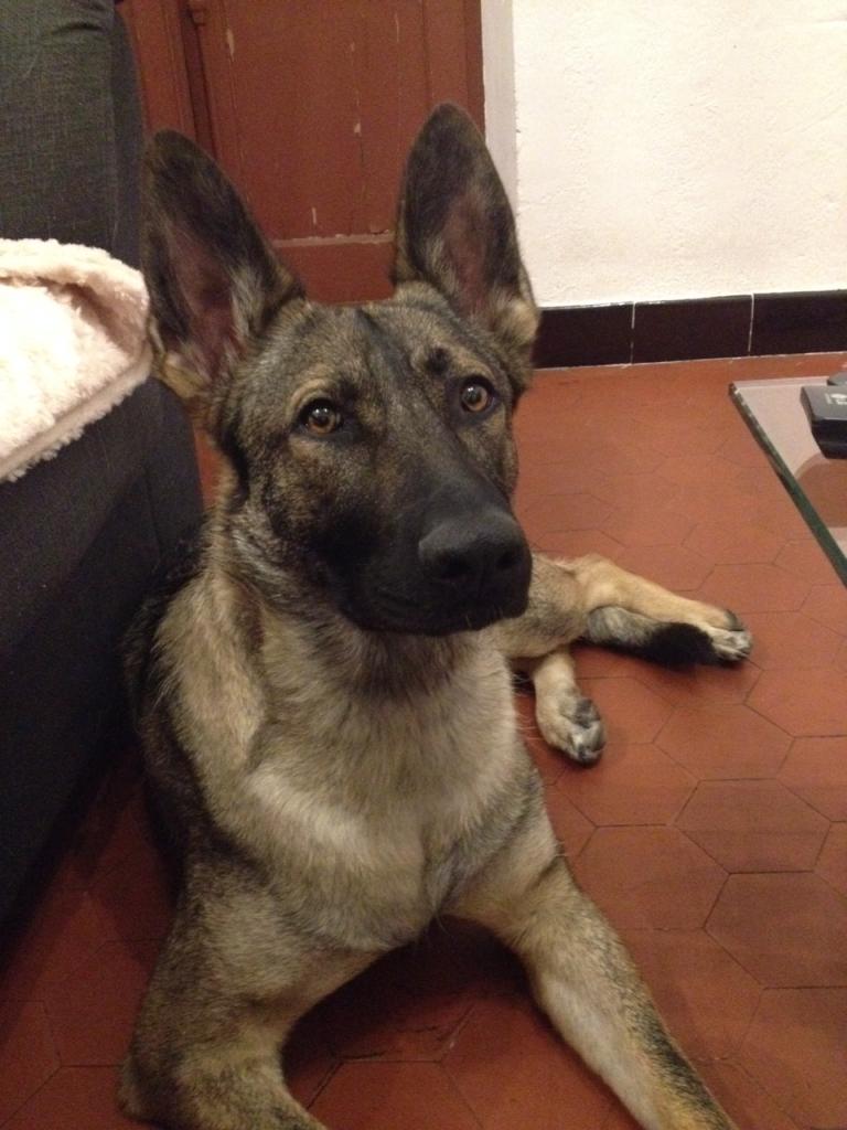 Helfy, berger allemand de 2 ans 1/2