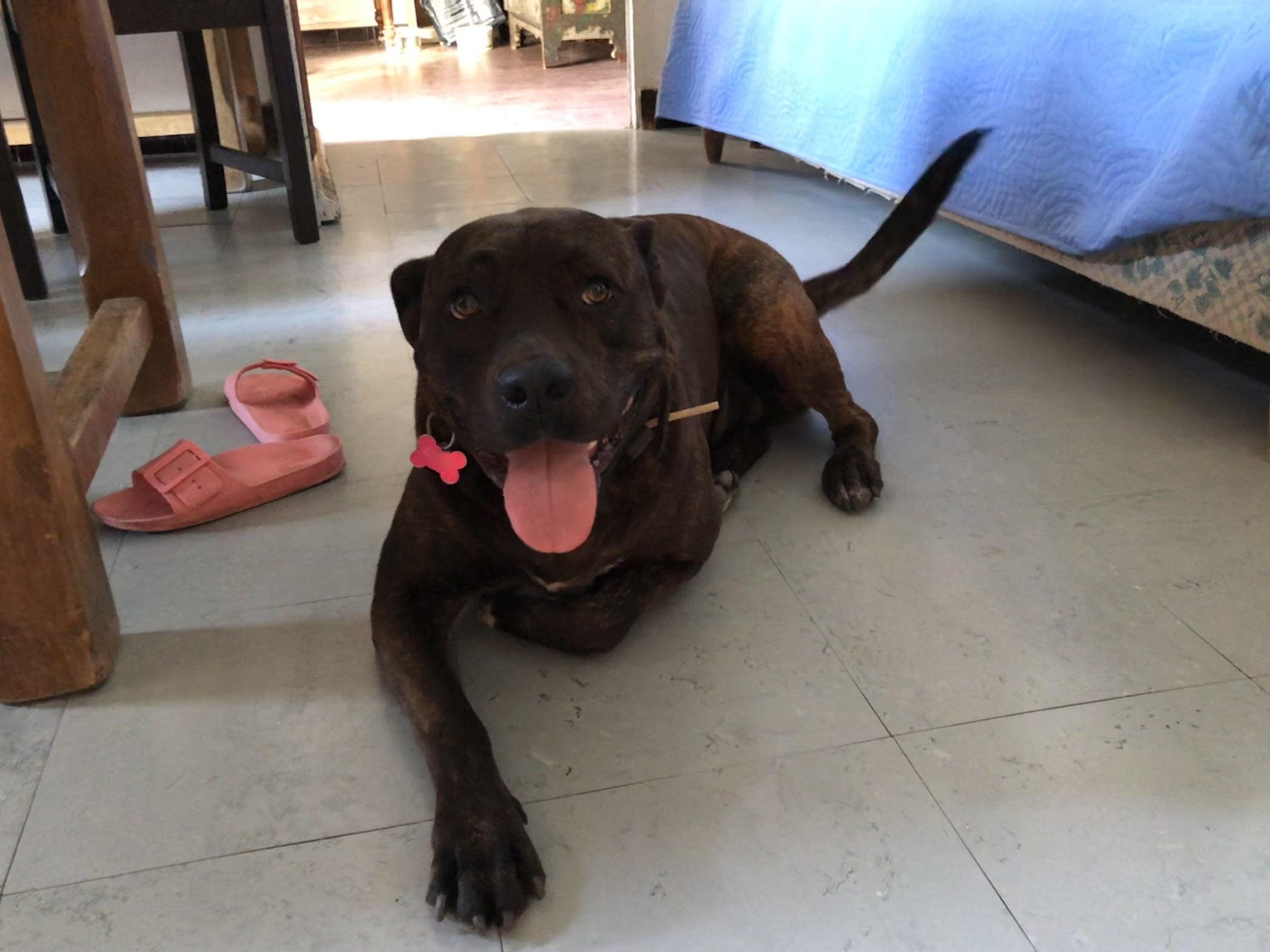 Fifou, croisé cané 4 ans