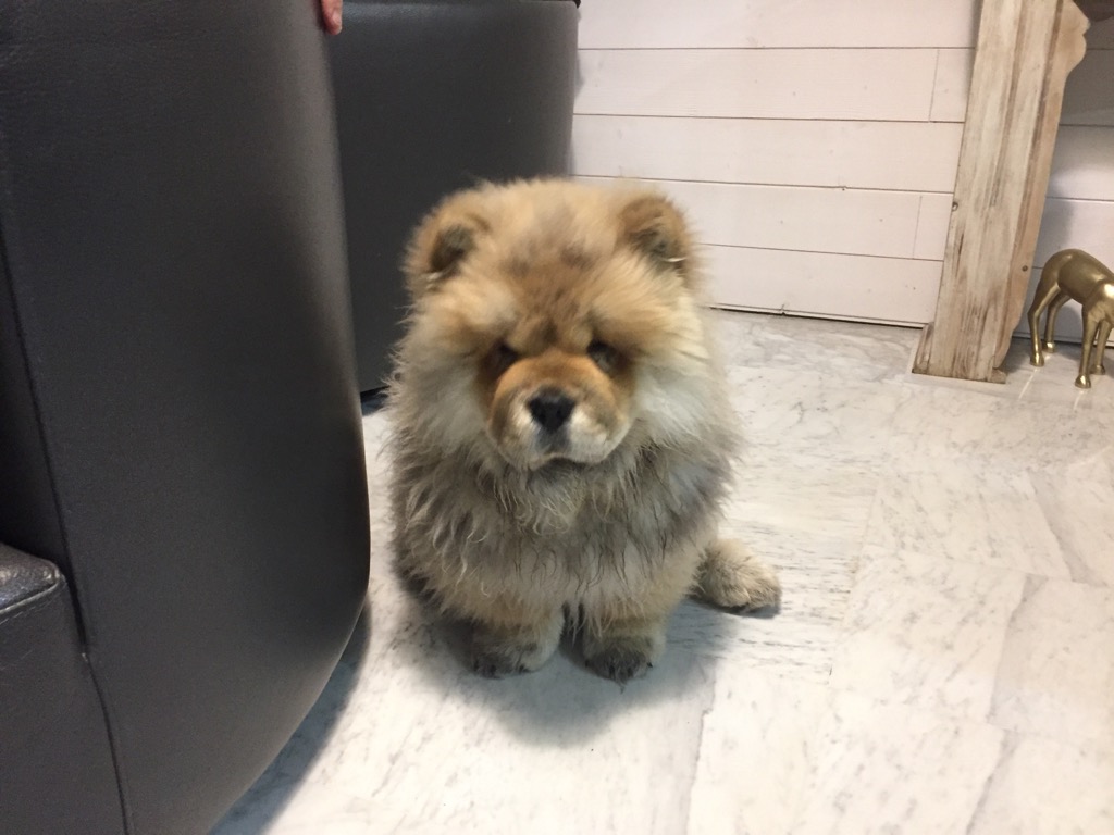 Achille, chow chow de 4 mois