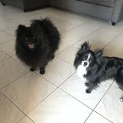 Maïllis & Maya spitz de 6 ans et 8 mois