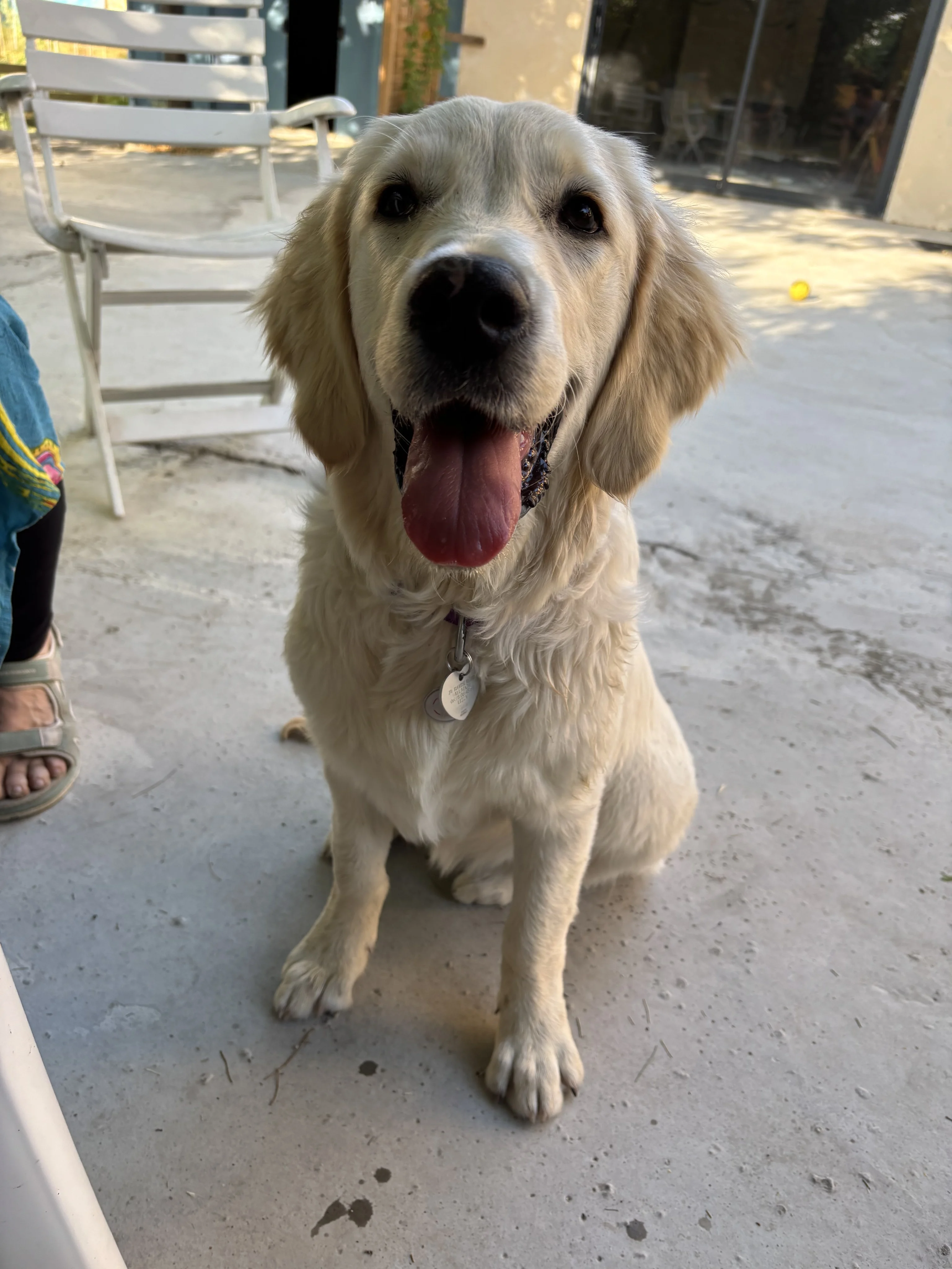 lizzy, golden retriever 5 mois