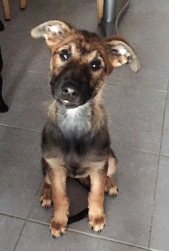 Oprah, croisé malinois de 2 mois