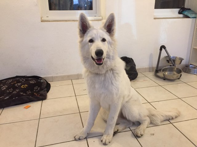 Octavia, berger blanc suisse de 6 mois