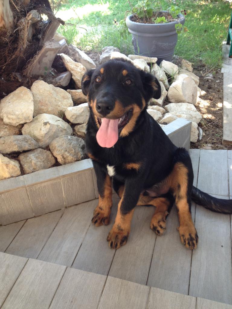 Lou, croisé beauceron & colley de 4 mois