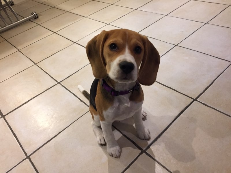 Ouna, beagle de 4 mois