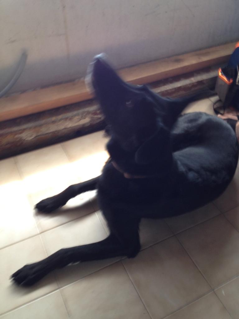 Tyson croisé labrador et berger 10 ans