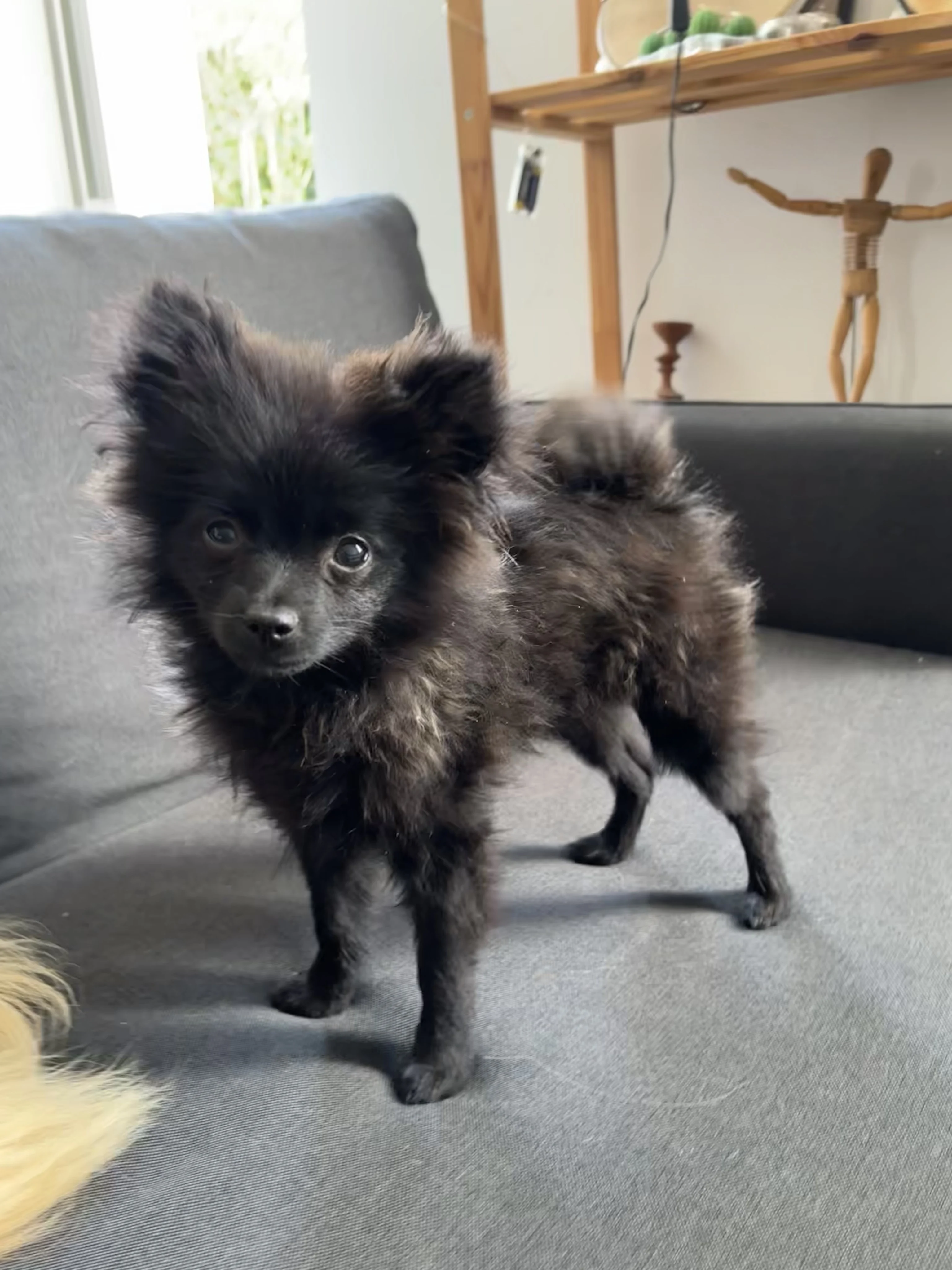 Sushi, spitz toy de 6 mois