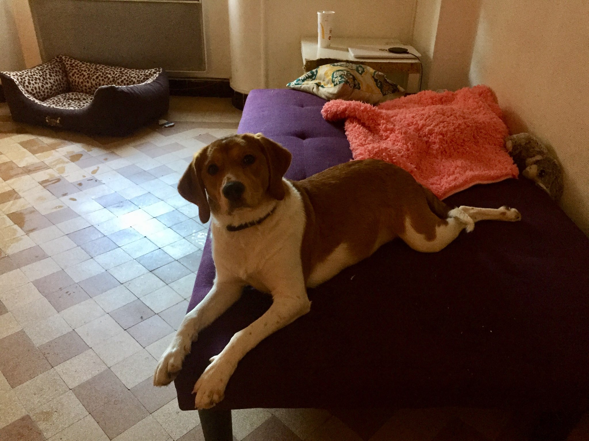 Roxy, croisé beagle de 7 mois
