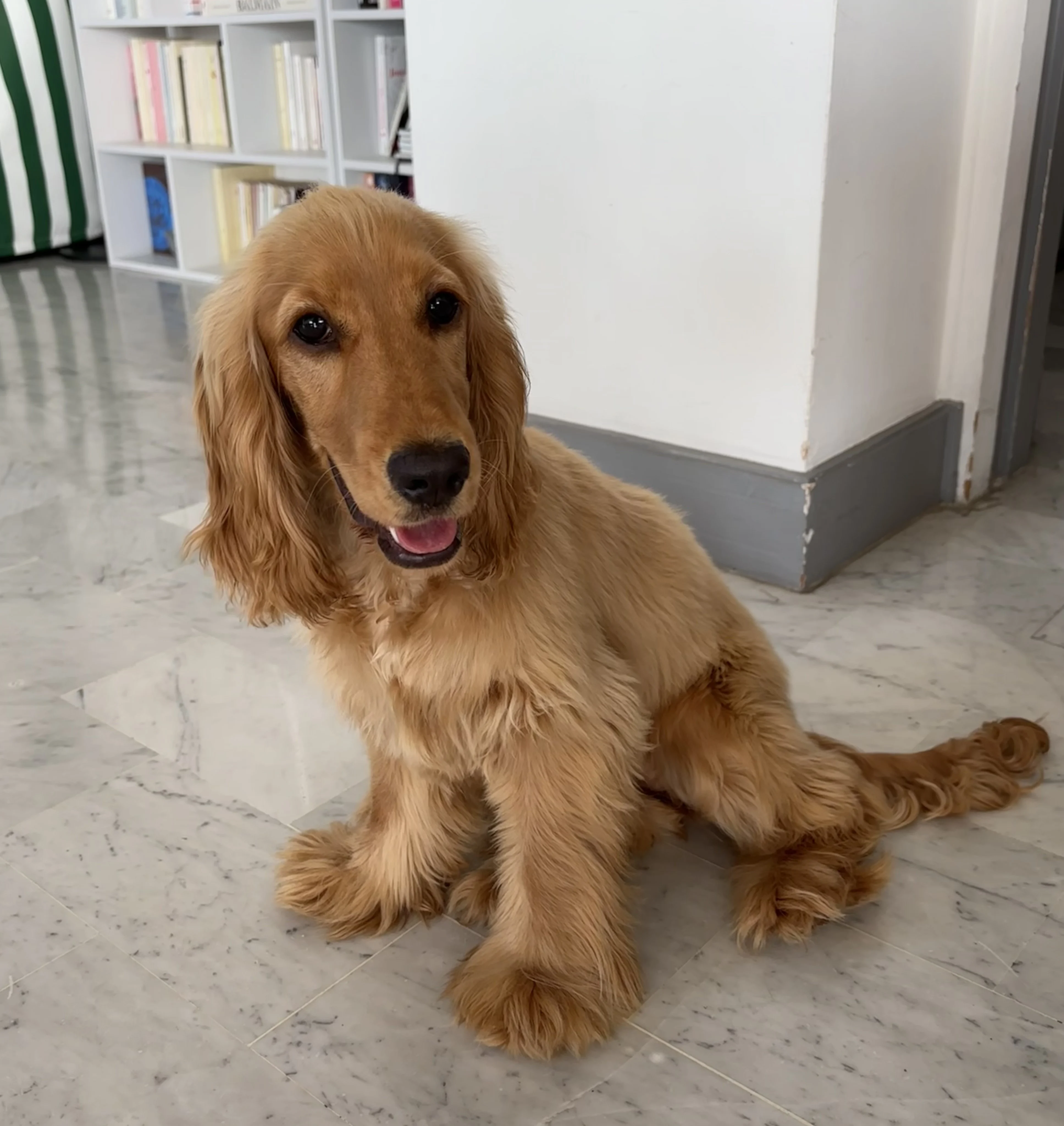 Romy, cocker de 7 mois