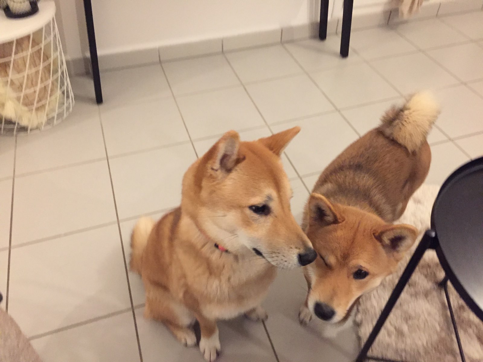 Nala & Nooki, shiba inu de 15 mois et 1 an