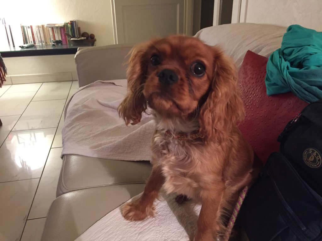 Orson, cavalier king charles de 5 mois