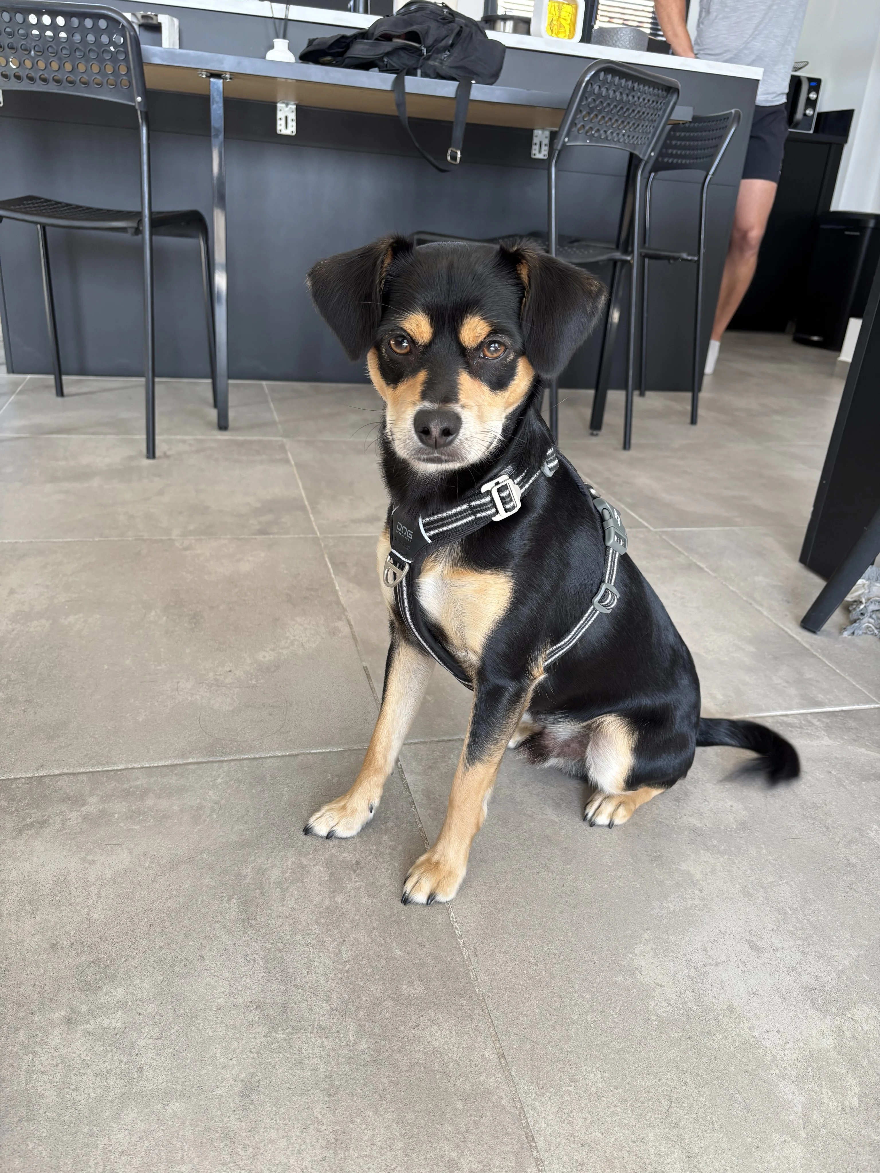 Lucky, croisé pinsher jack russel 1 an