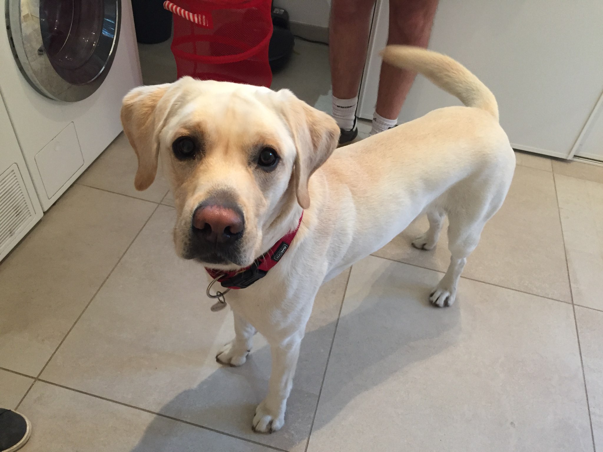 Maxou, labrador de 2 ans 1/2