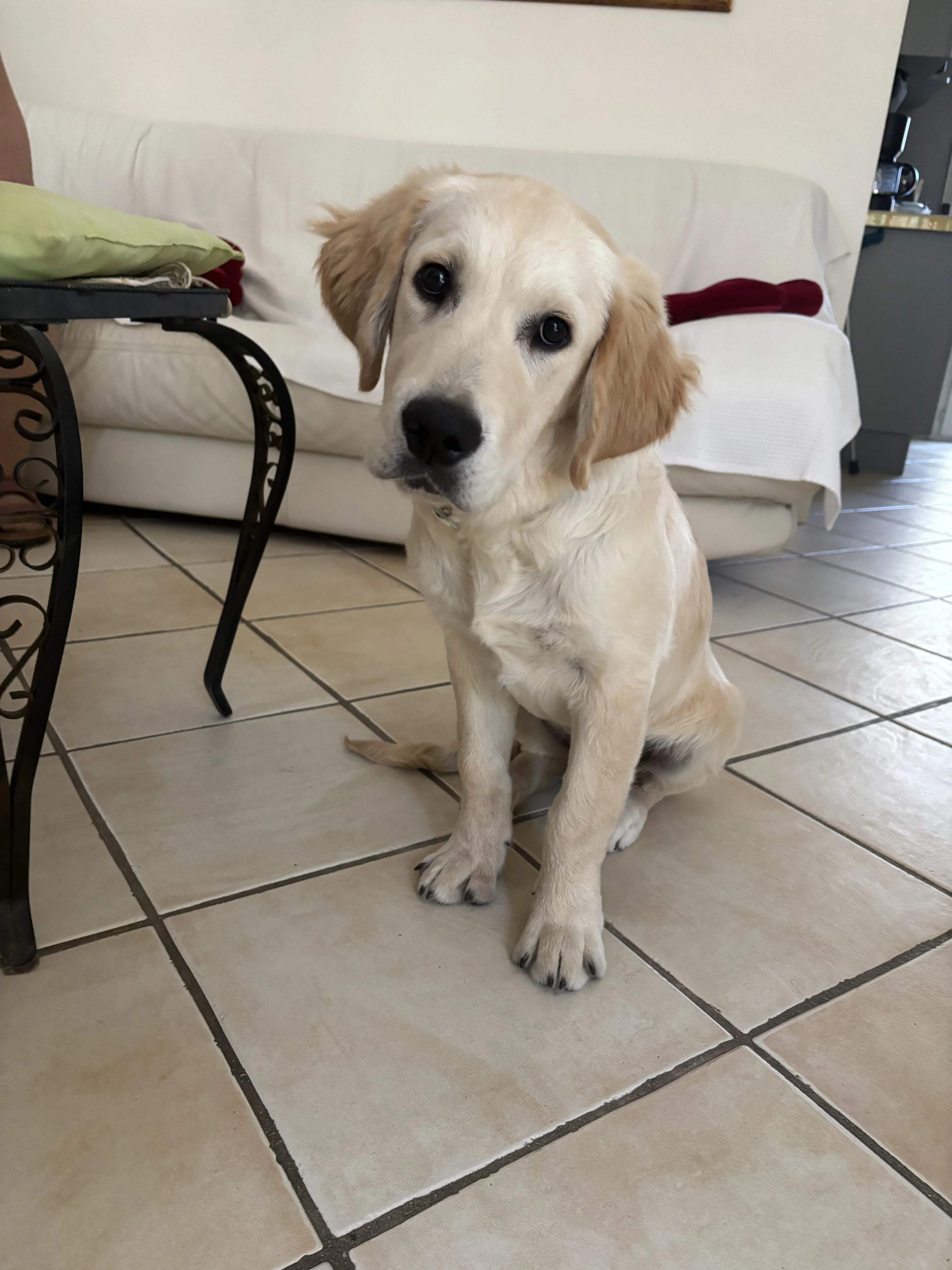 Harley, golden 4 mois