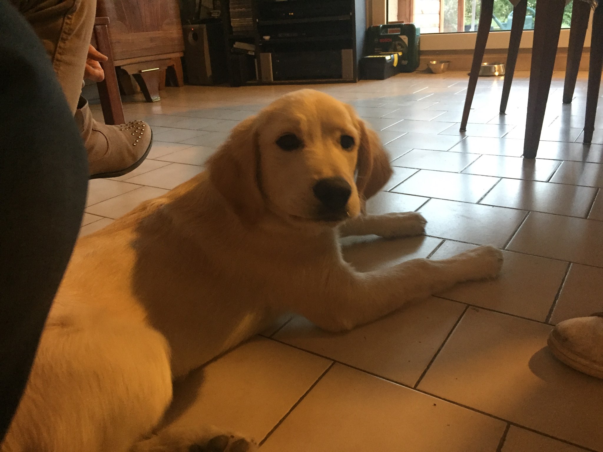 Olly, croisé golden épagneul de 4 mois