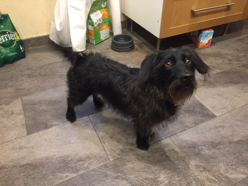 Gina, croisé fauve de bretagne et corgi de 4 ans