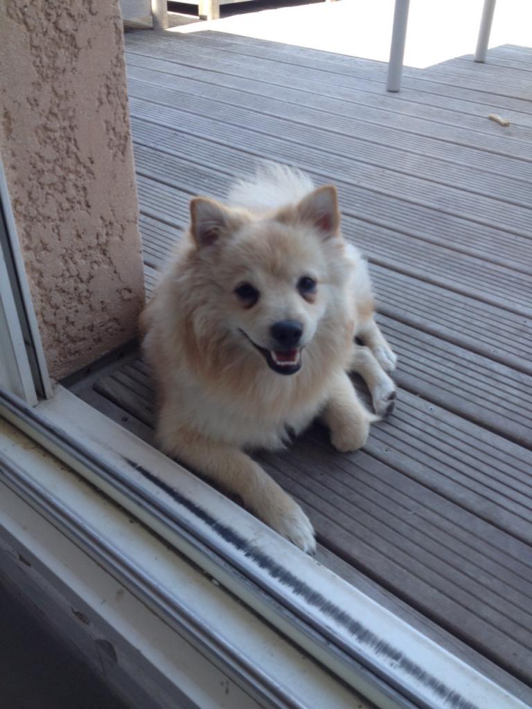 Bouba spitz de 8 mois