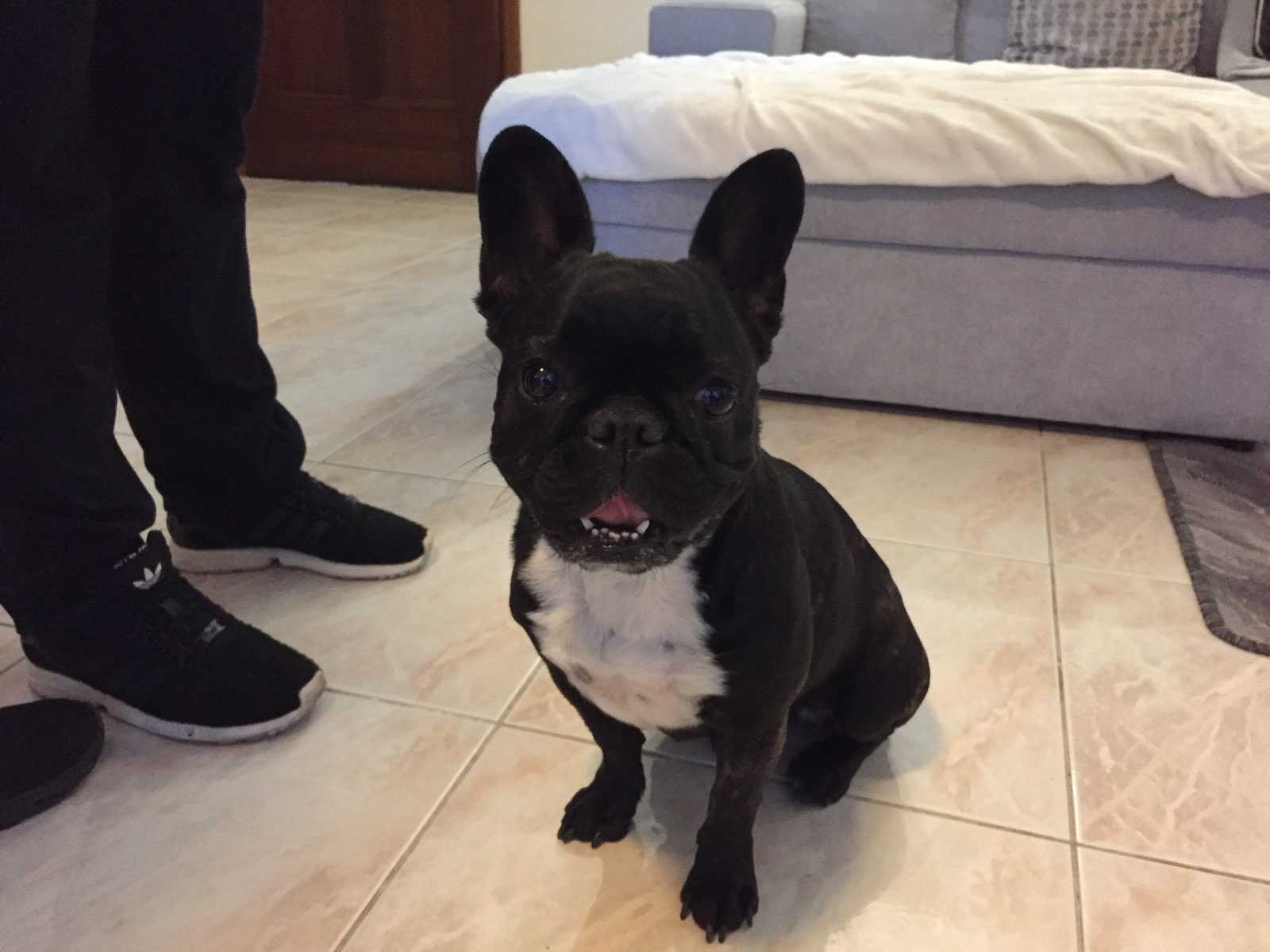 Maycie, bouledogue français de 3 ans