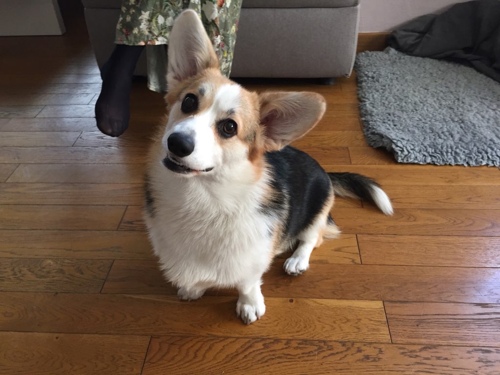 Olympe, corgi de 1 an