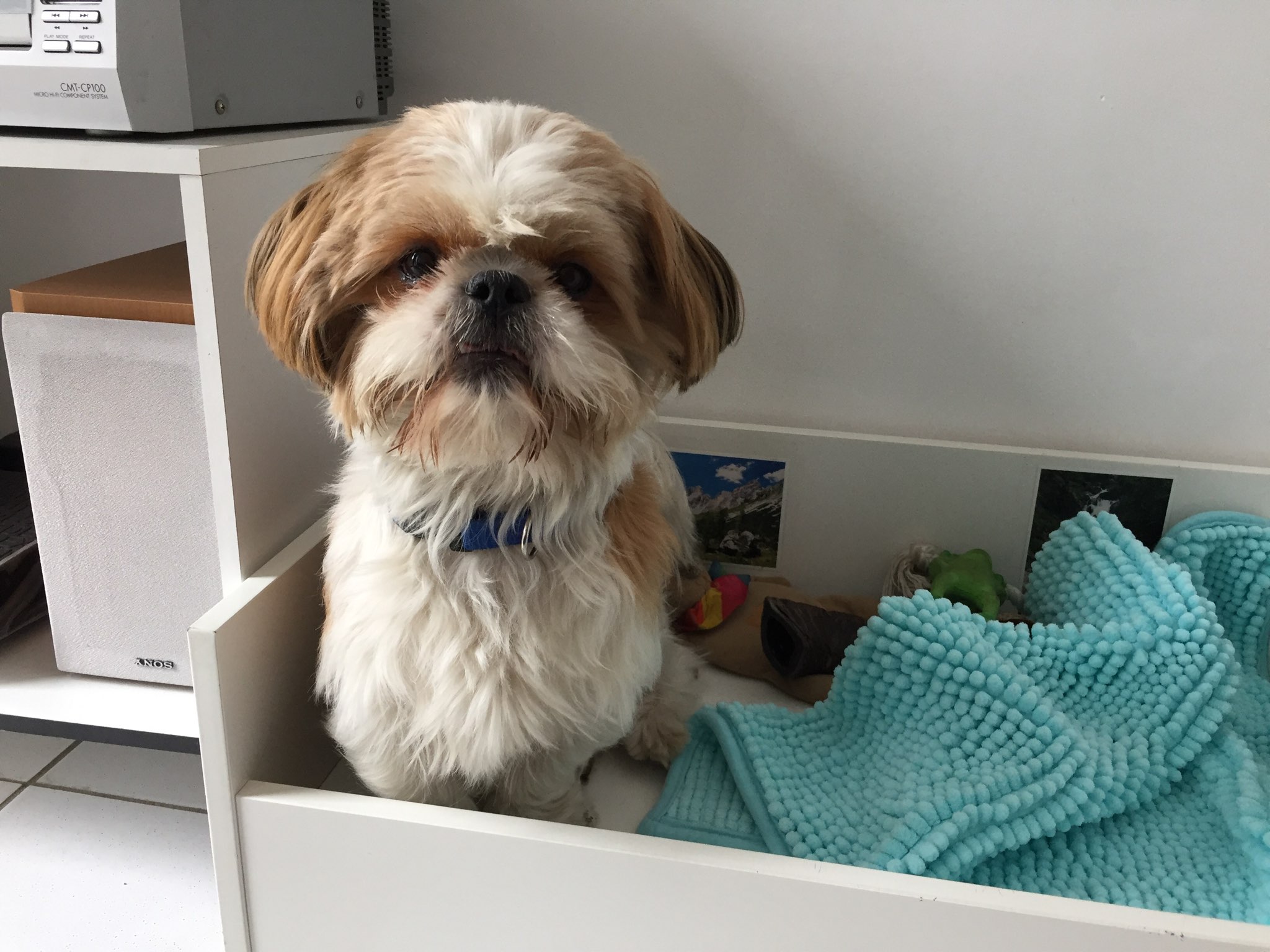 Neven, shi tzu 17 mois