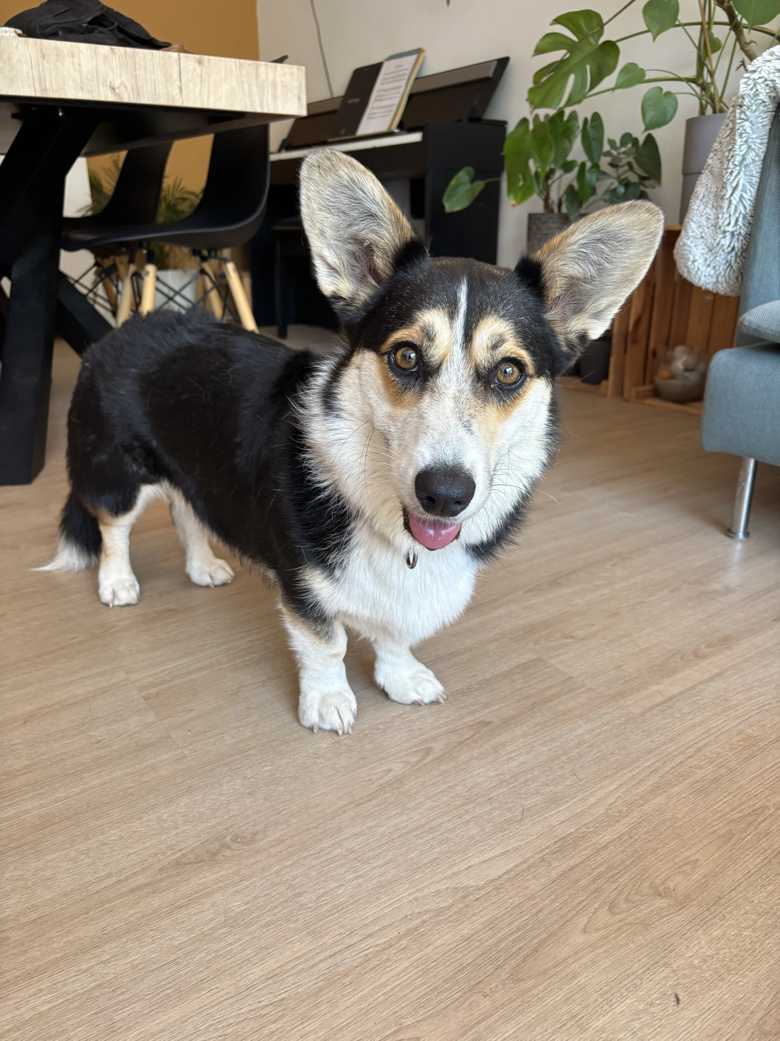 Rakia, corgi de 3 ans