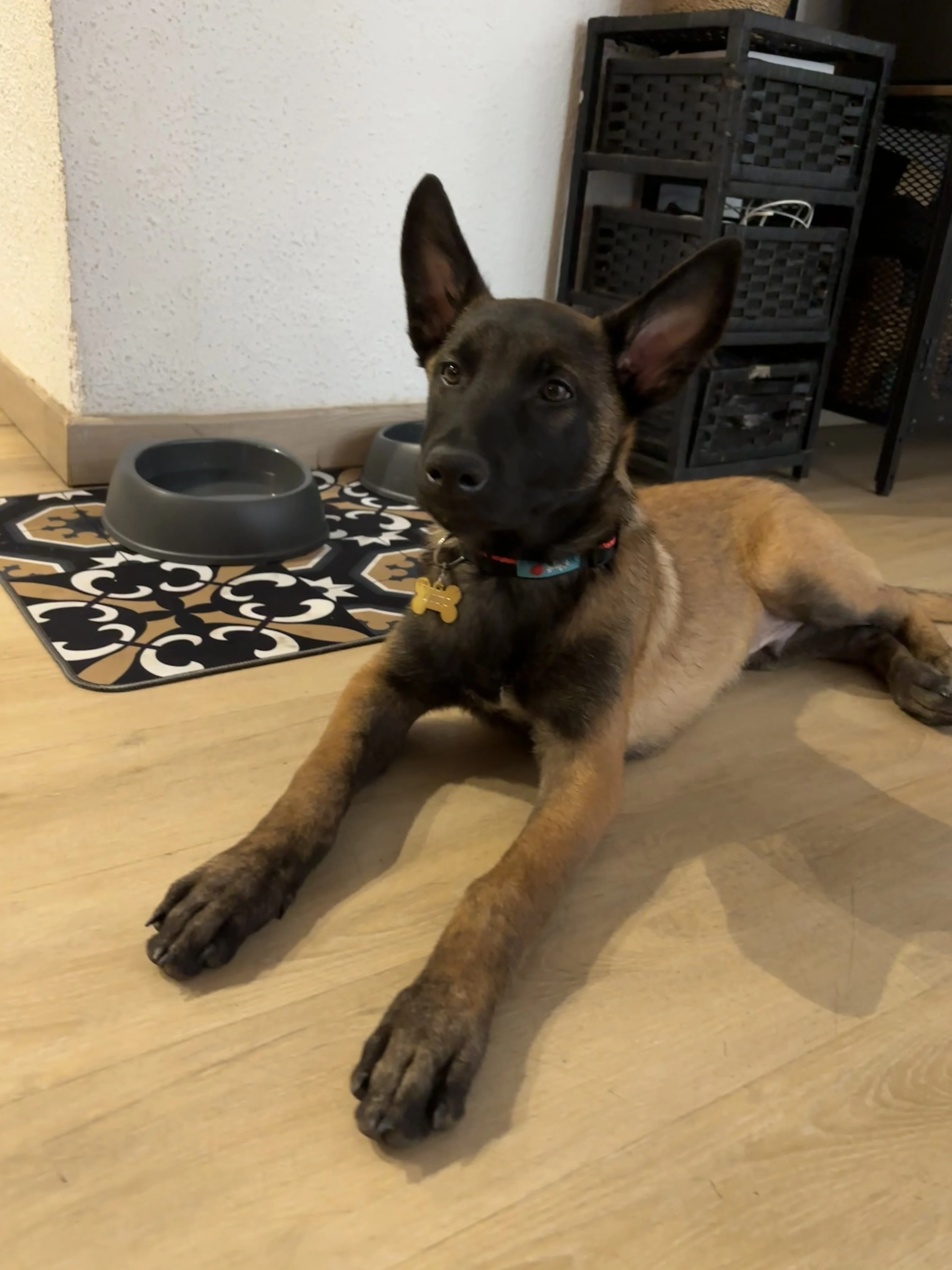 Locky, malinois 3 mois