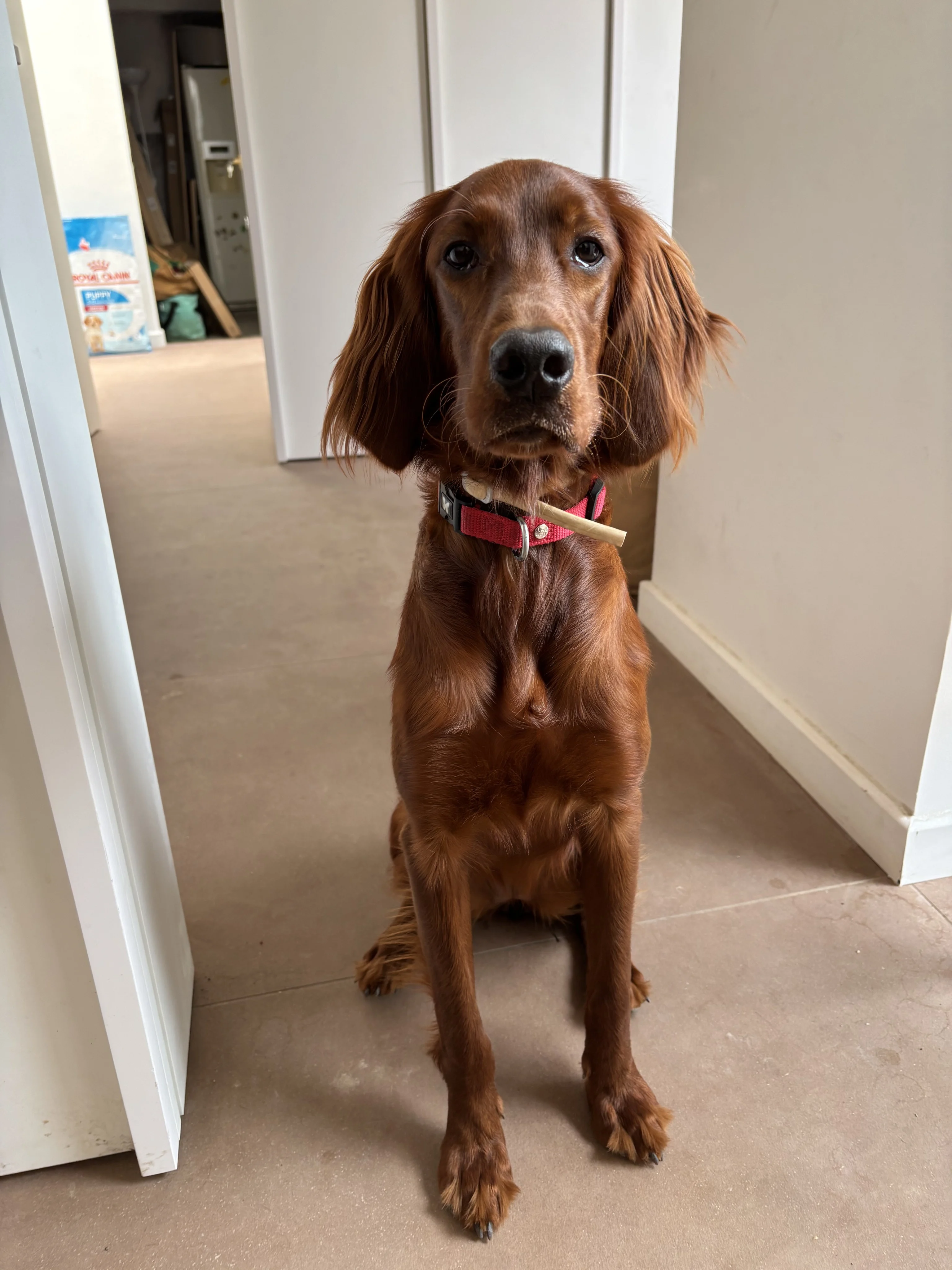 Vesta, setter irlandais 8 mois