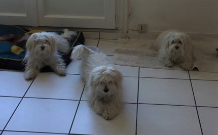 Rico, Tao & india coton Tuléar 6 ans et 8 mois