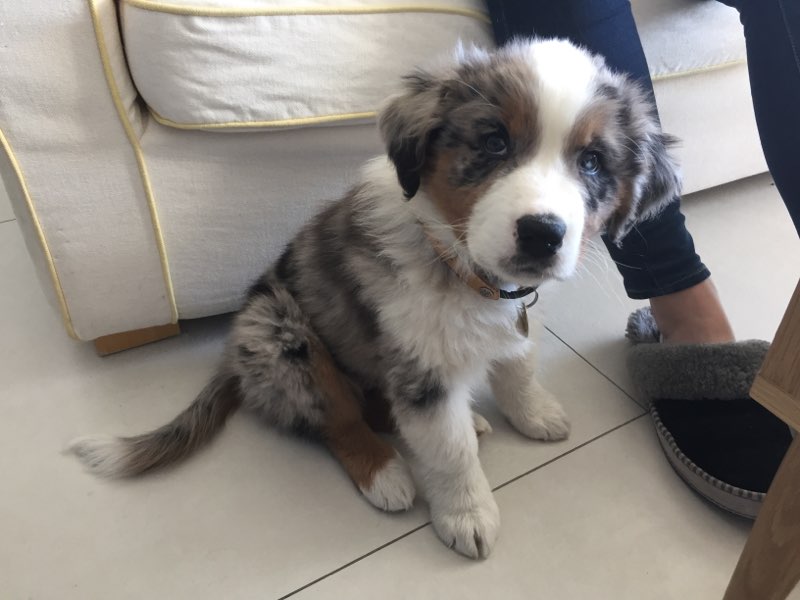 Pablo, berger australien de 2 mois