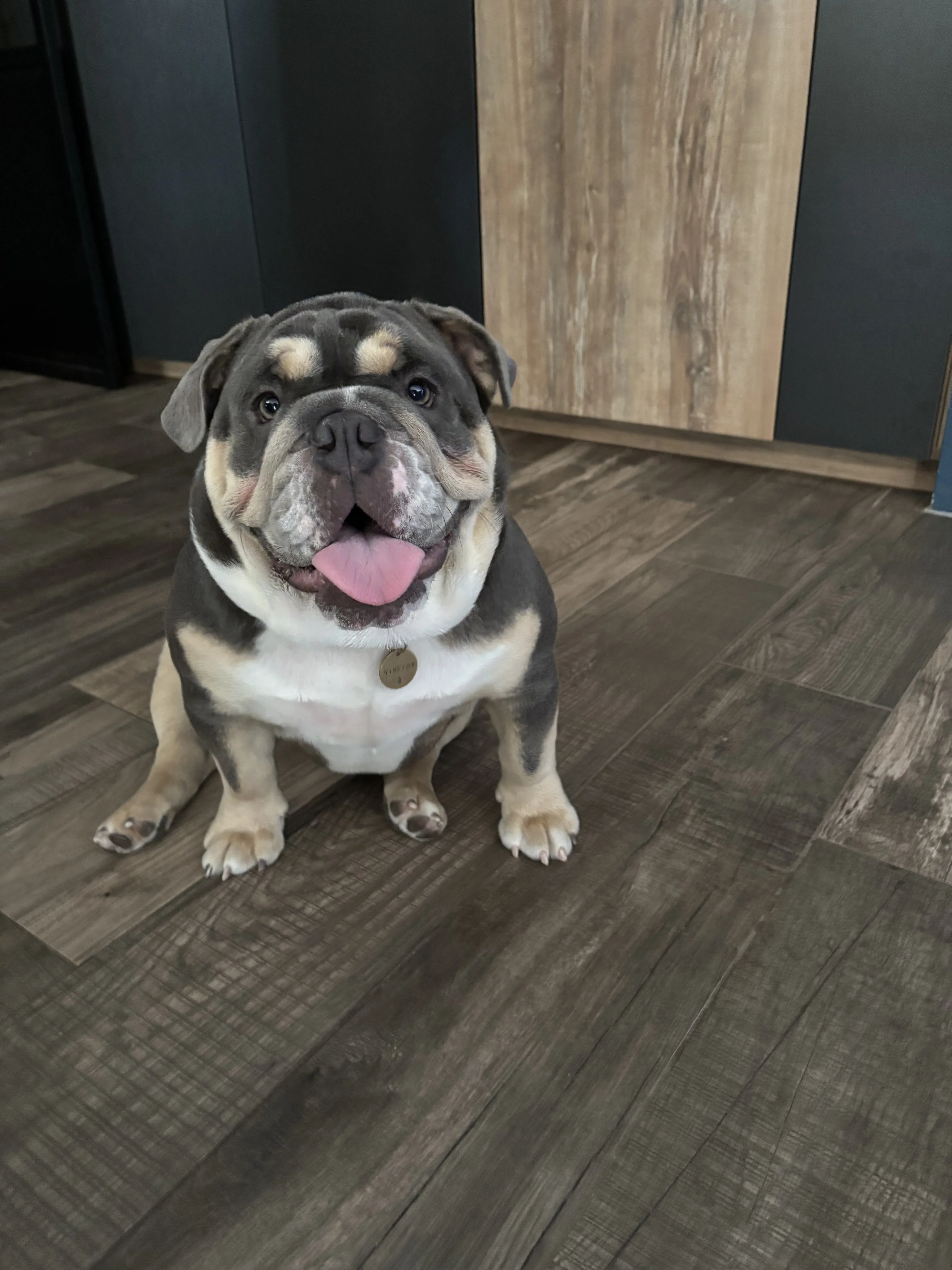 Winston, bouledogue anglais 8 mois