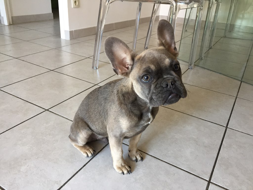 Octo, bouledogue français de 5 mois