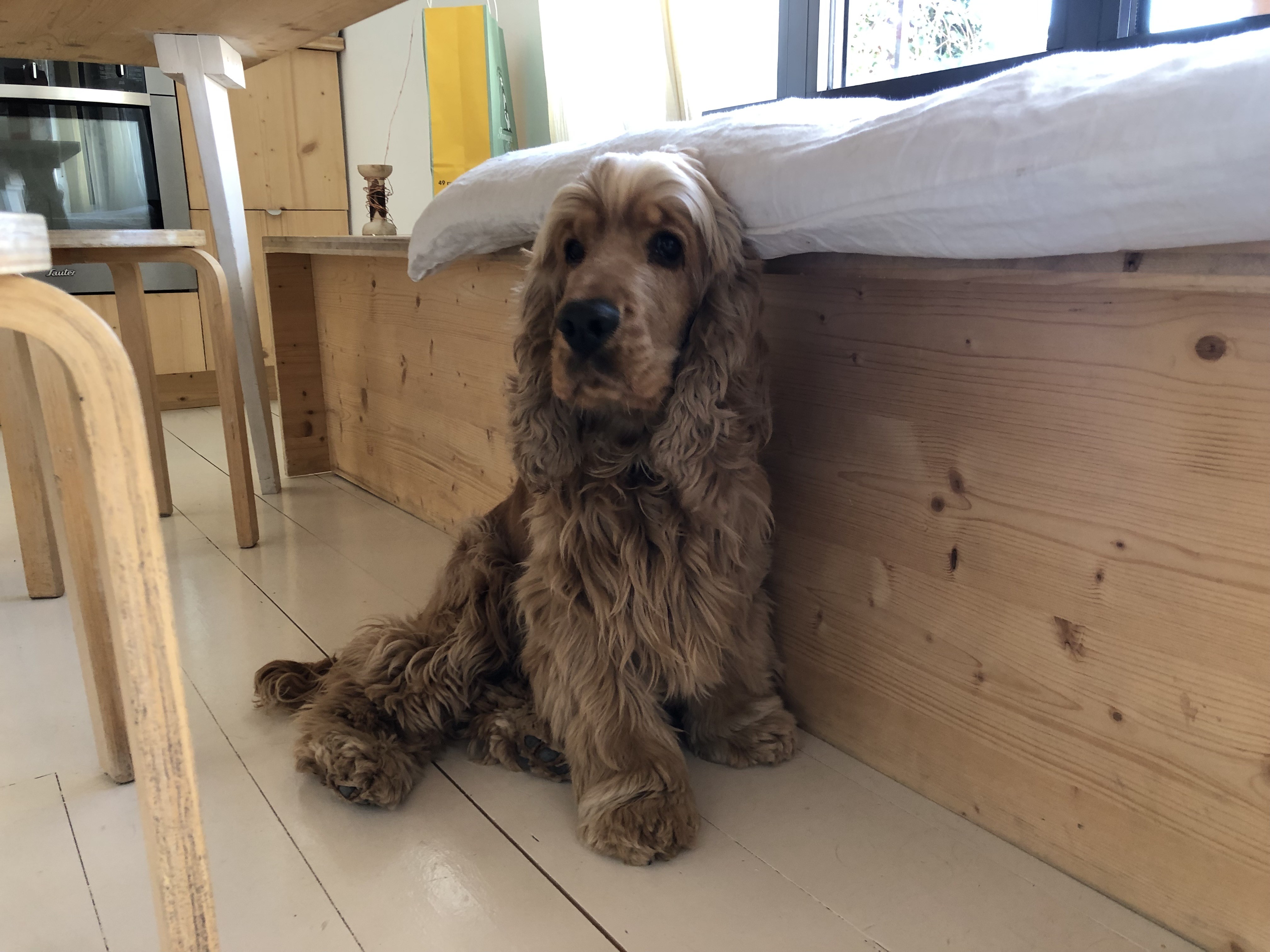 Dago, cocker 2 ans