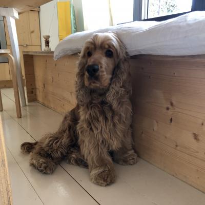 Dago, cocker 2 ans