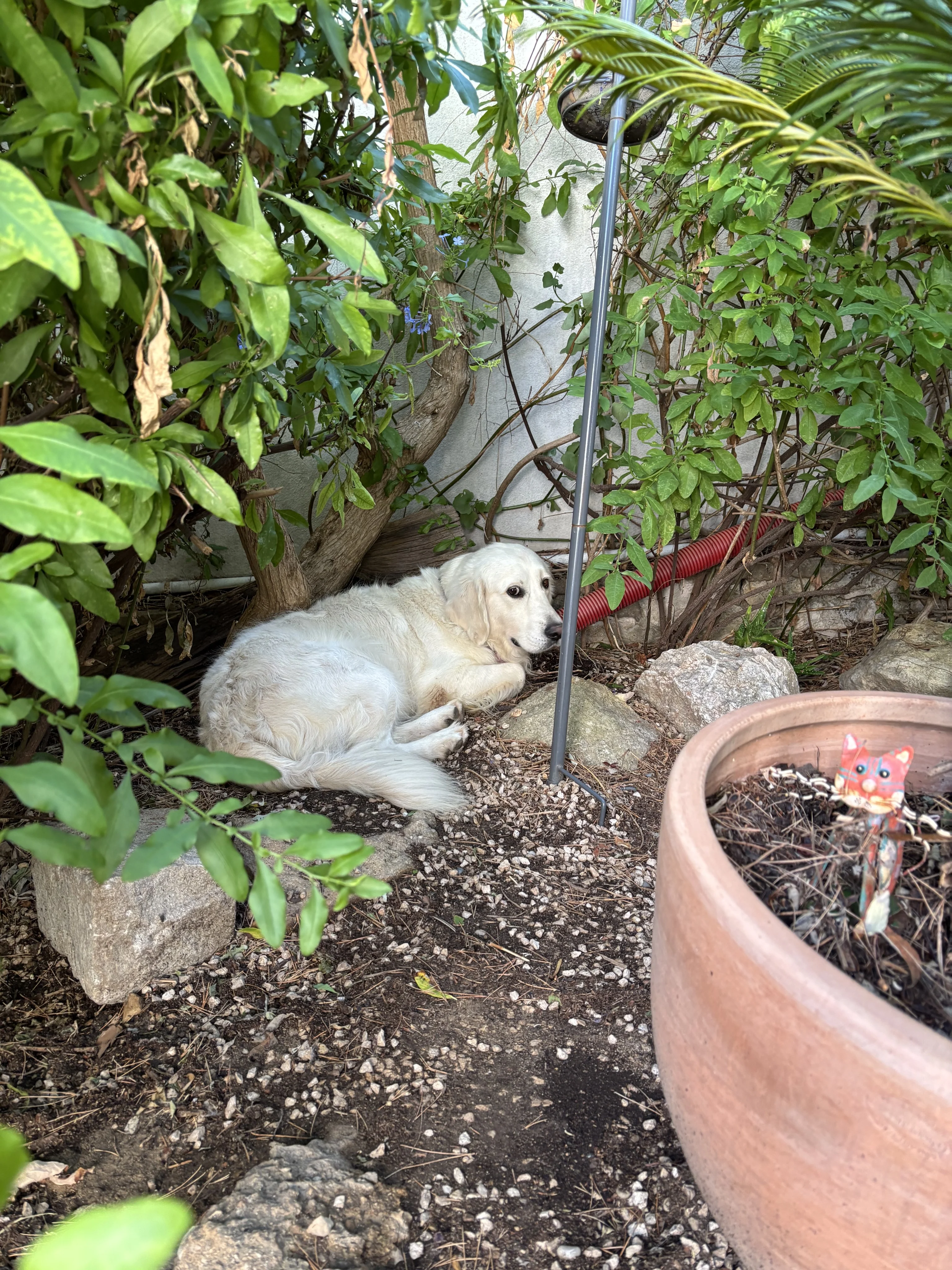 Sparo, golden de 4 ans