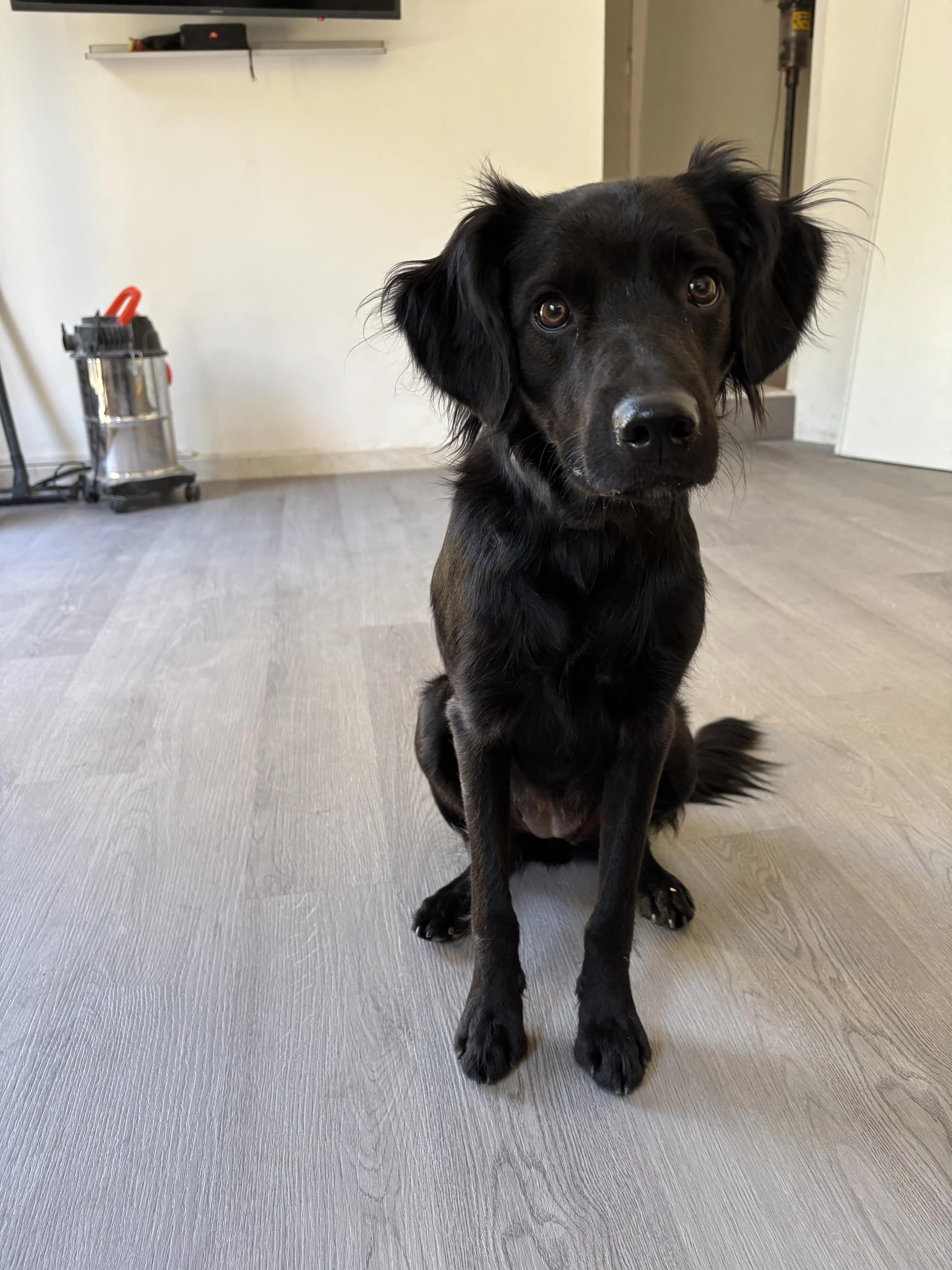 Kikass, croisé berger 15 mois