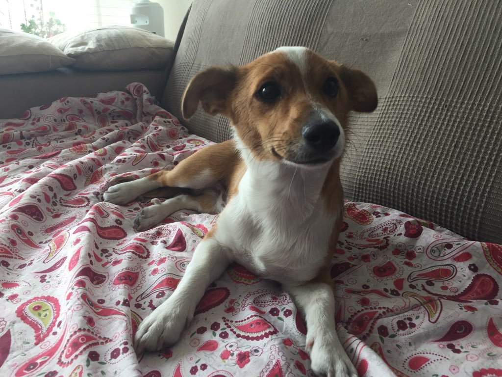 Oscar, podengo de 6 mois