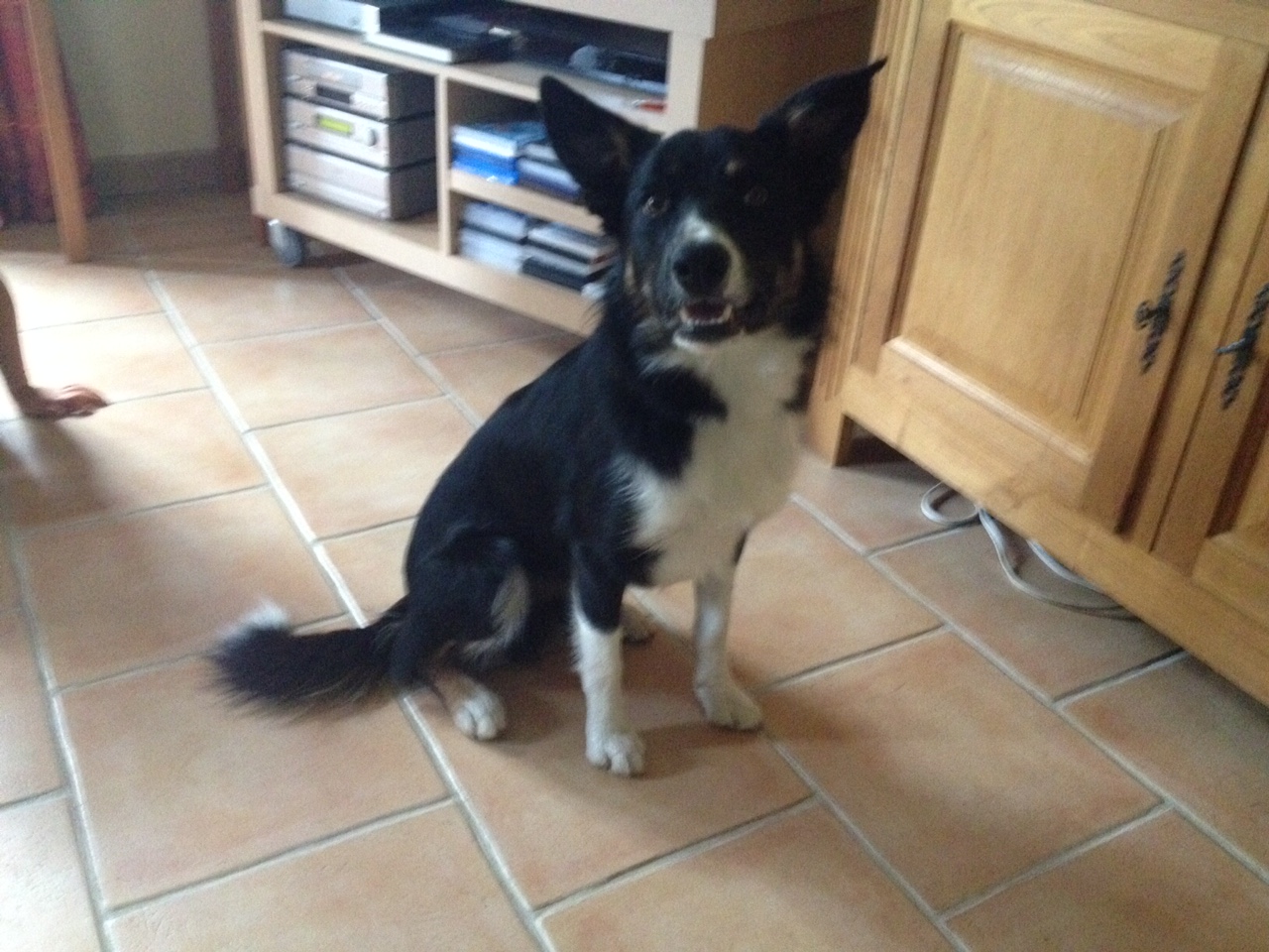 Melvin, border collie de 10 mois