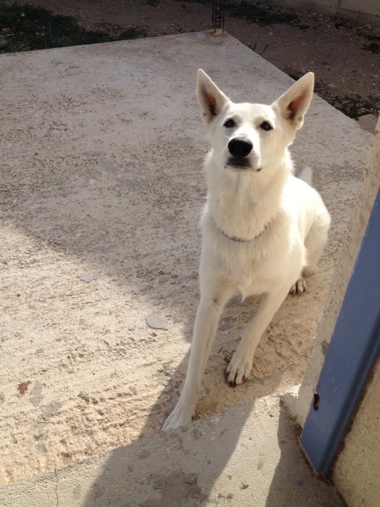 Jazz, berger blanc suisse de 1 an 1/2