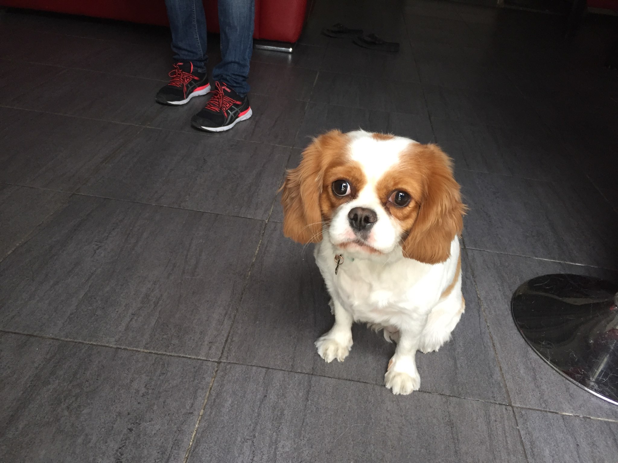 Charlotte, cavalier king charles 2 ans