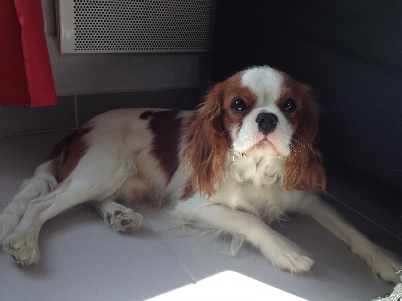 Lucky, cavalier king charles de 9 mois