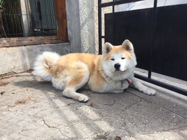 Nikkou, akita de 14 mois