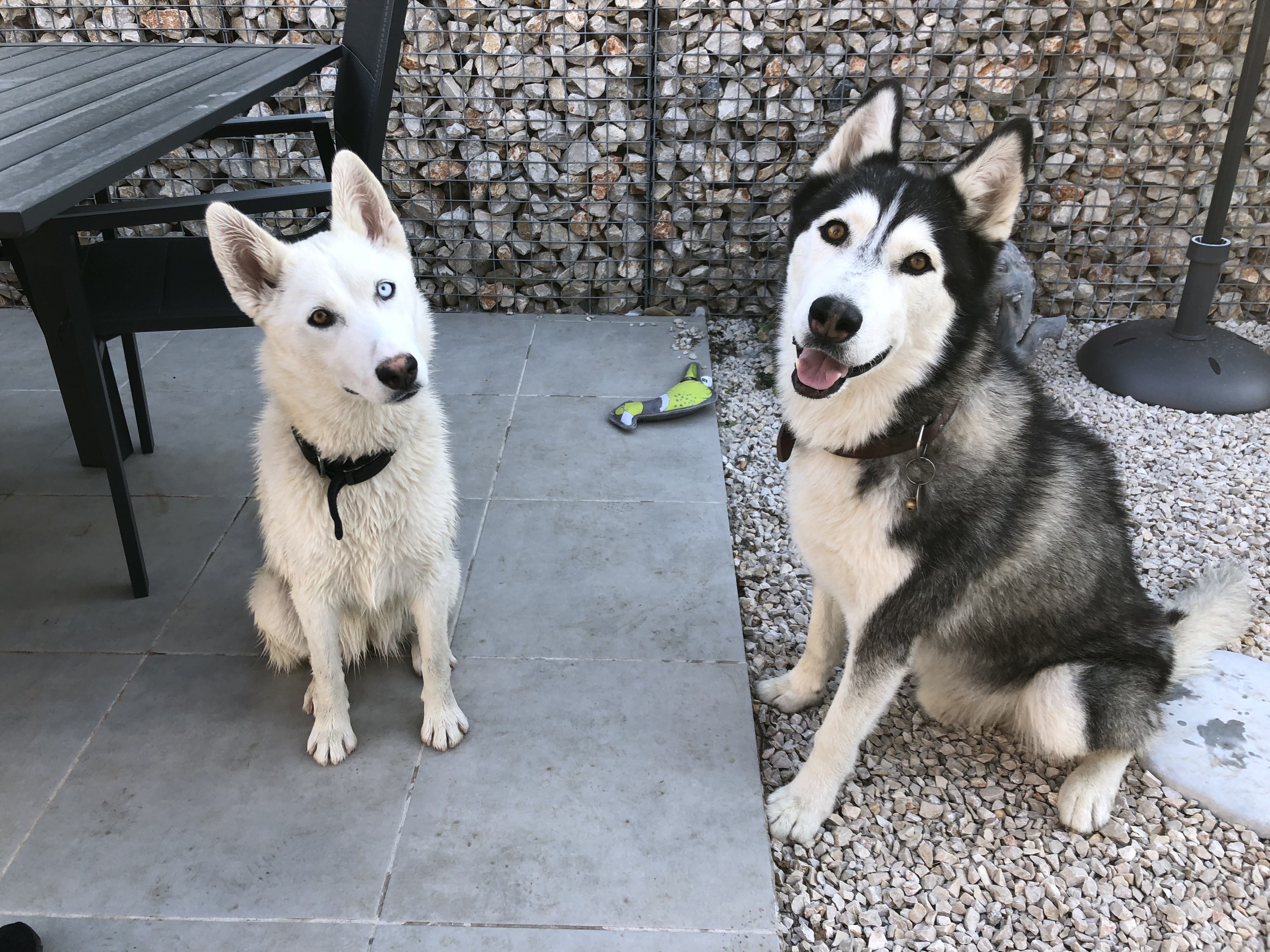 maya, husky de 7 mois