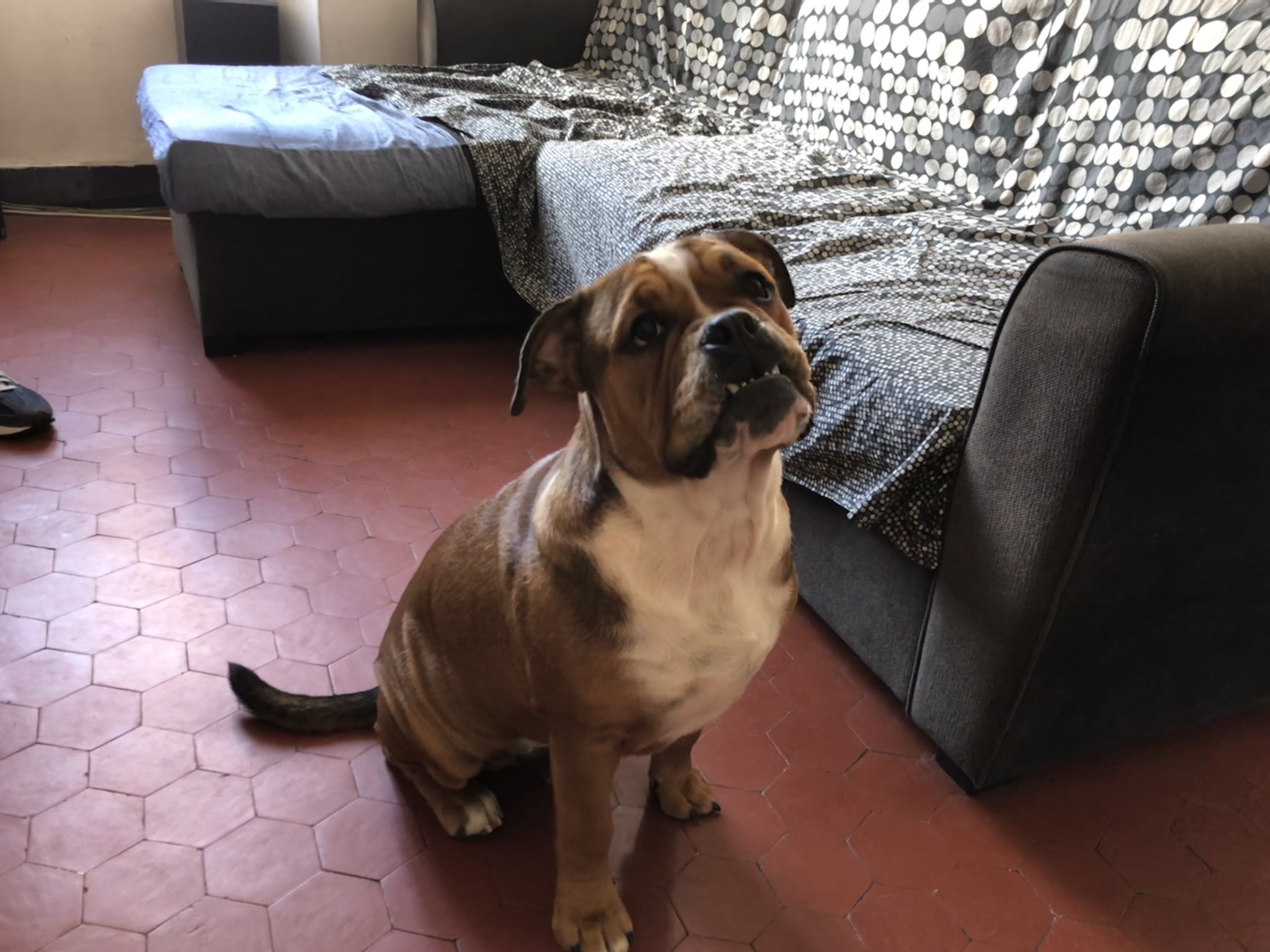 lewis, bouledogue continental de 7 mois 