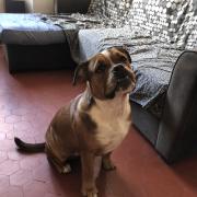 lewis, bouledogue continental de 7 mois 