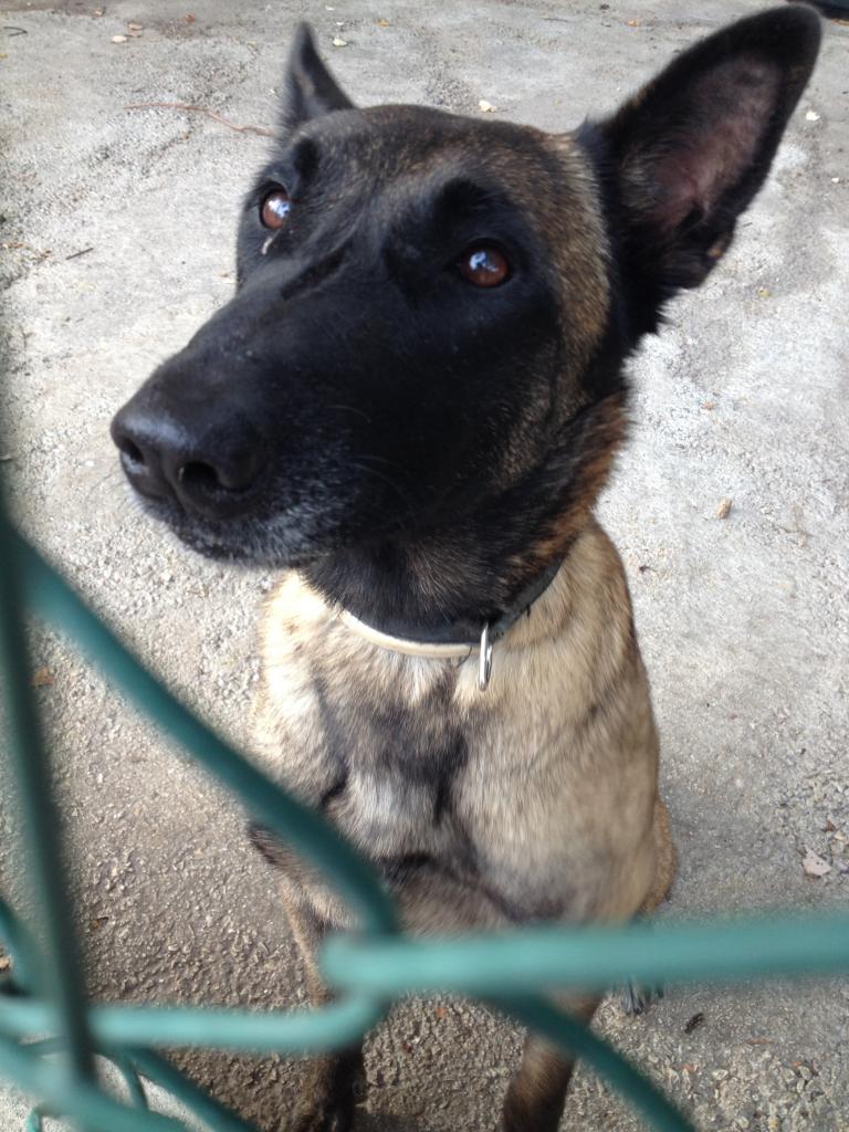 Gandi, malinois de 4 ans